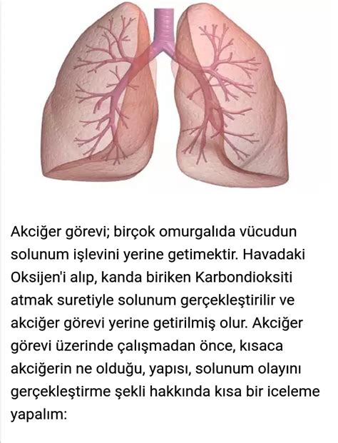 küçük kan dolaşımında akciğerin görevi nedir